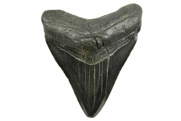 Juvenile Megalodon Tooth - South Carolina #375967